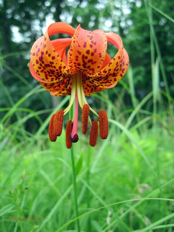 Michigan Lily - July 2011