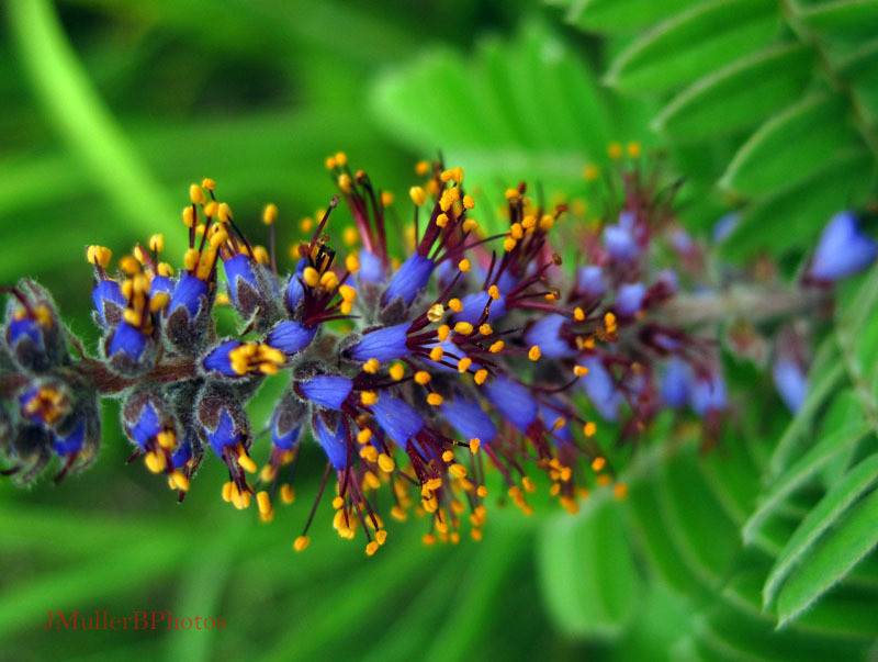 Leadplant Flowers, Macro - July 2012
