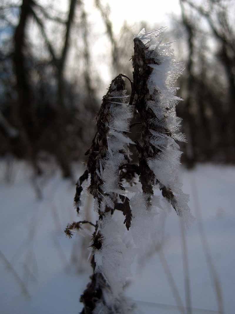 Frosty Prairie Plant
