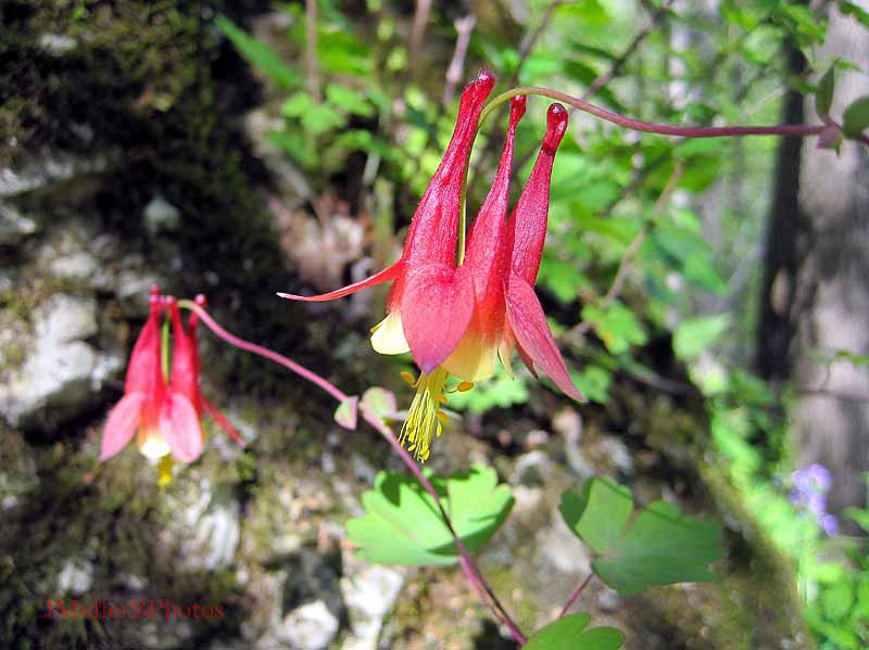 columbine Apr. 2012, Iowa