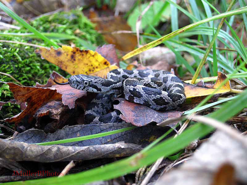 Juv. fox snake Sept 2011, Iowa