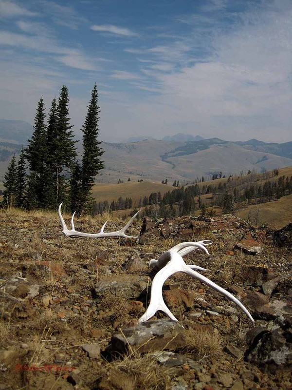 Elk sheds, smokey vista. Yellowstone, WY Aug 2012