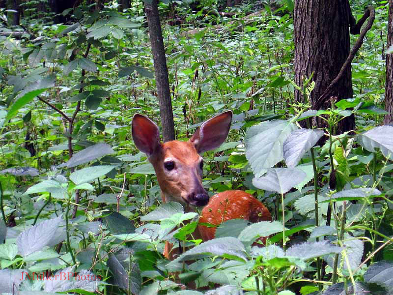 Fawn in nettles July 2012 Iowa