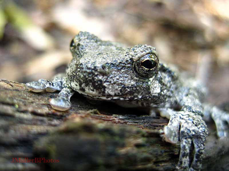 tree frog close-up