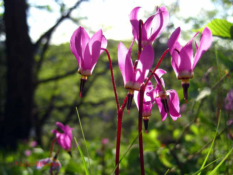 sunlight through jeweled shooting star Apr 2012, Iowa