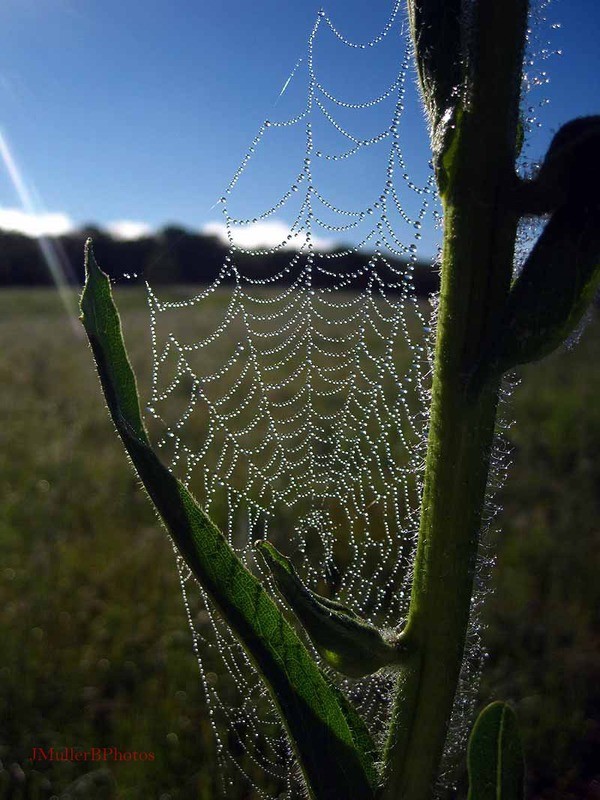 glowing spiderweb on compass flower Aug. 2012 Iowa