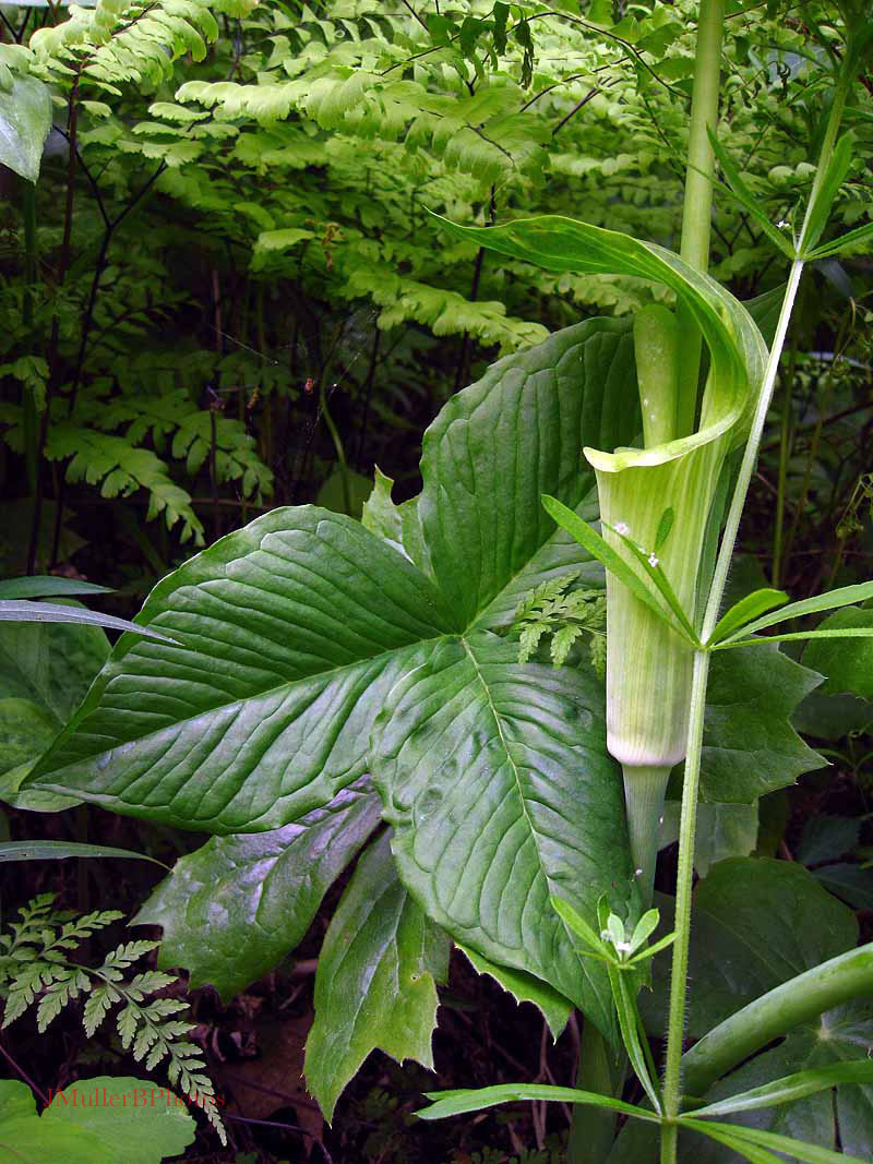 Jack-in-the-pulpit flower, leaf with ferns, bedstraw