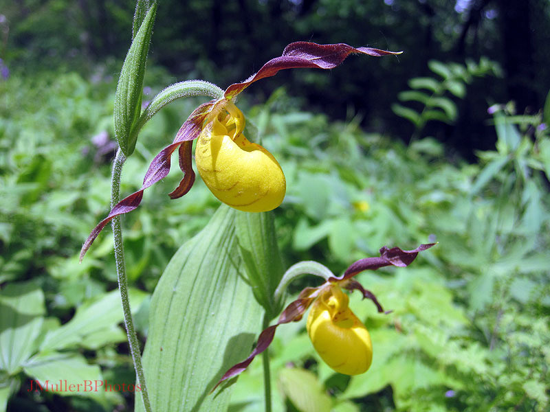 Sunlit Yellow Lady's Slippers (dark background) - May 2012