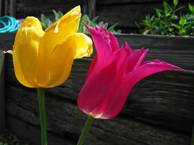BB's Tulips