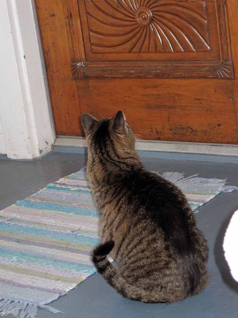 Cat at Ornate Door