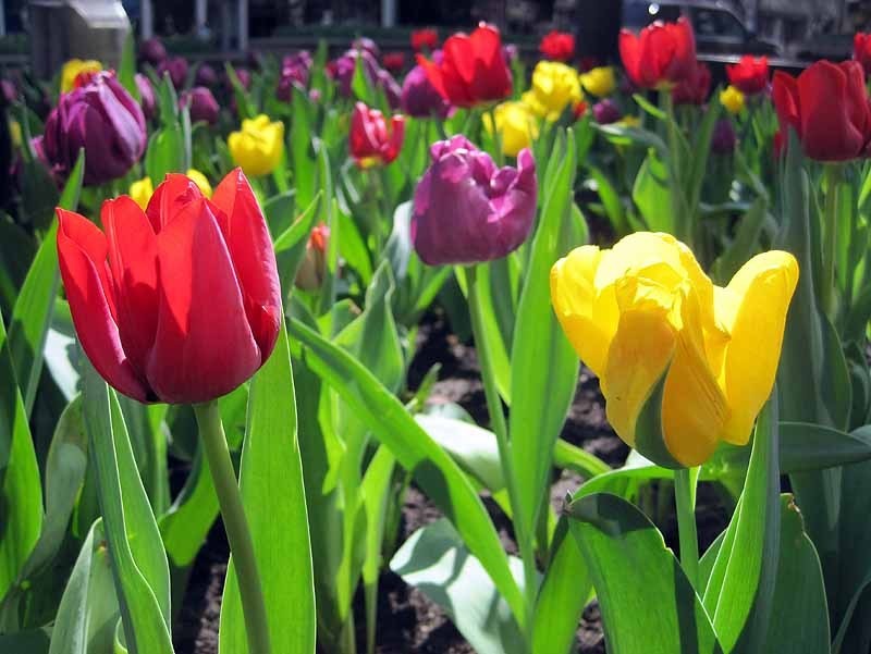 Chicago Tulips