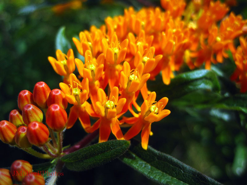Butterfly Milkweed 2 - Illinois July 2012
