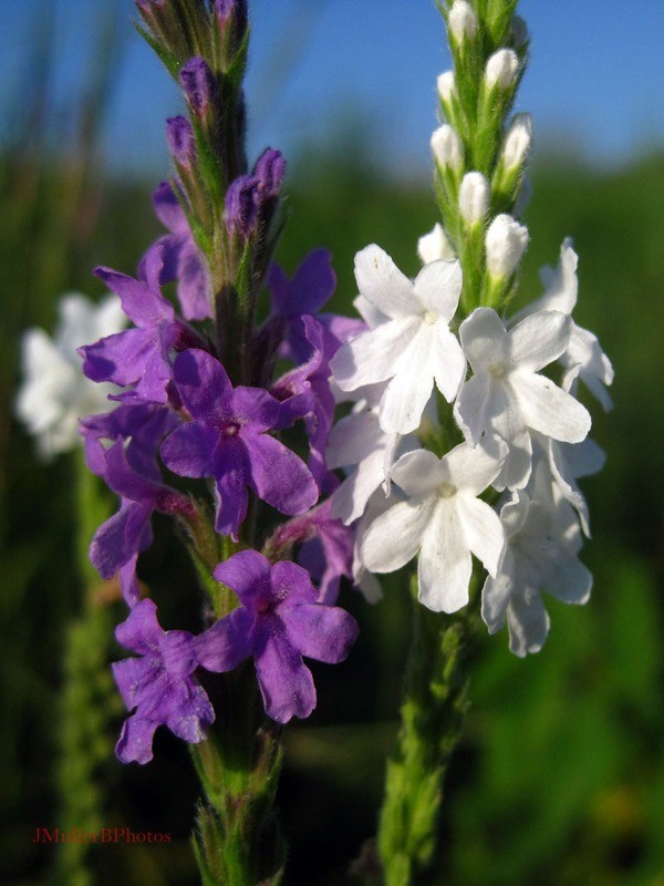 White, Purple Vervain - Wisconsin August 2012