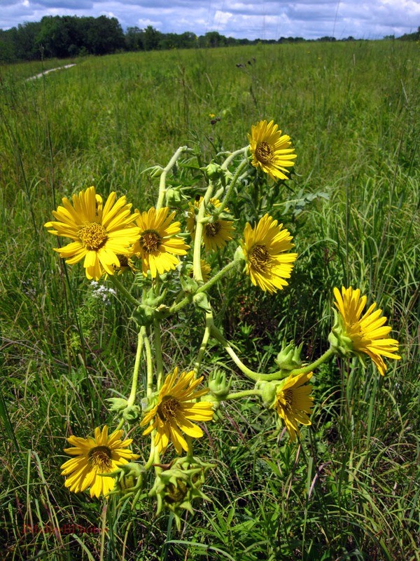 Fallen Compass Flowers - Iowa July 2012
