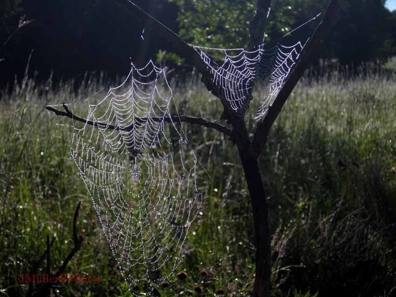2 Spiderwebs in Tree