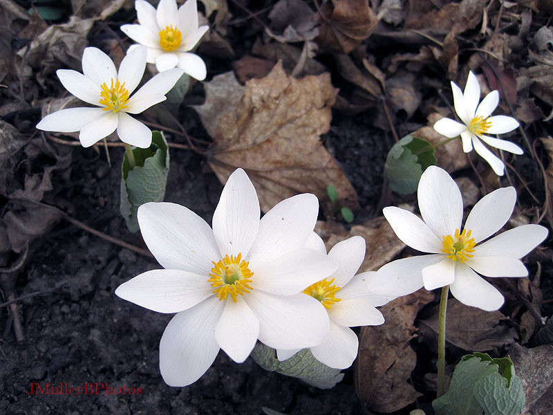 Six Bloodroot Flowers - Illinois March 2012