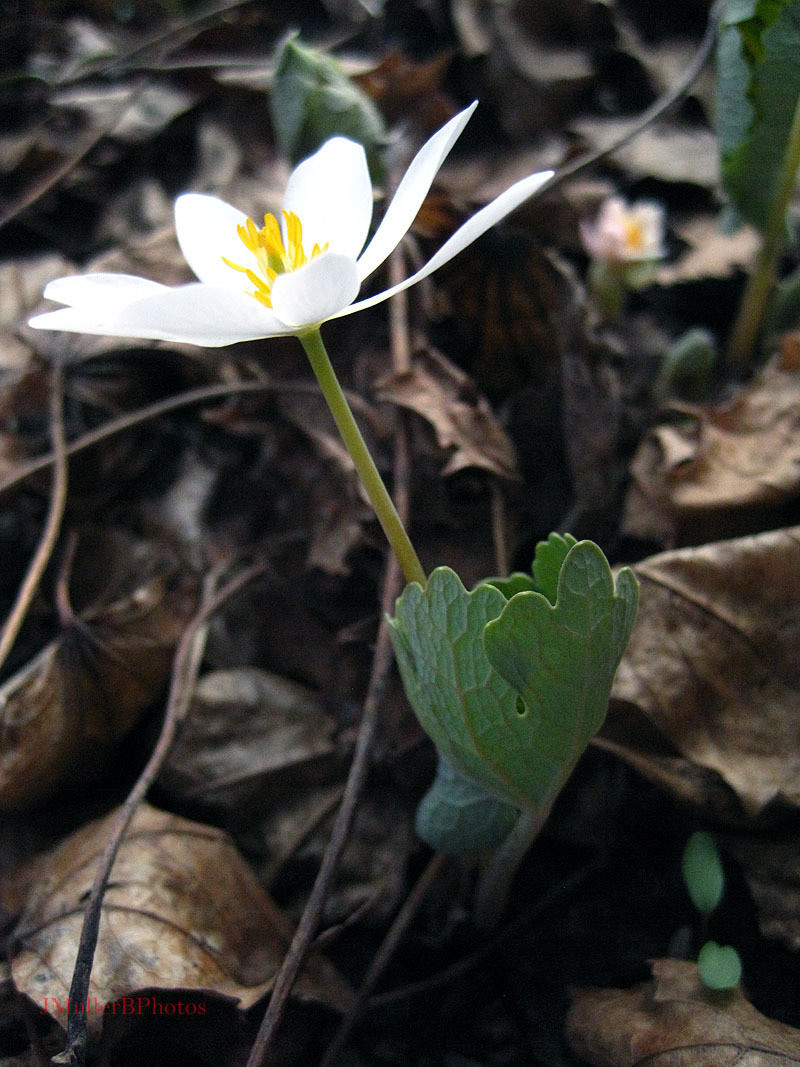 Bloodroot in Profile - March 2012