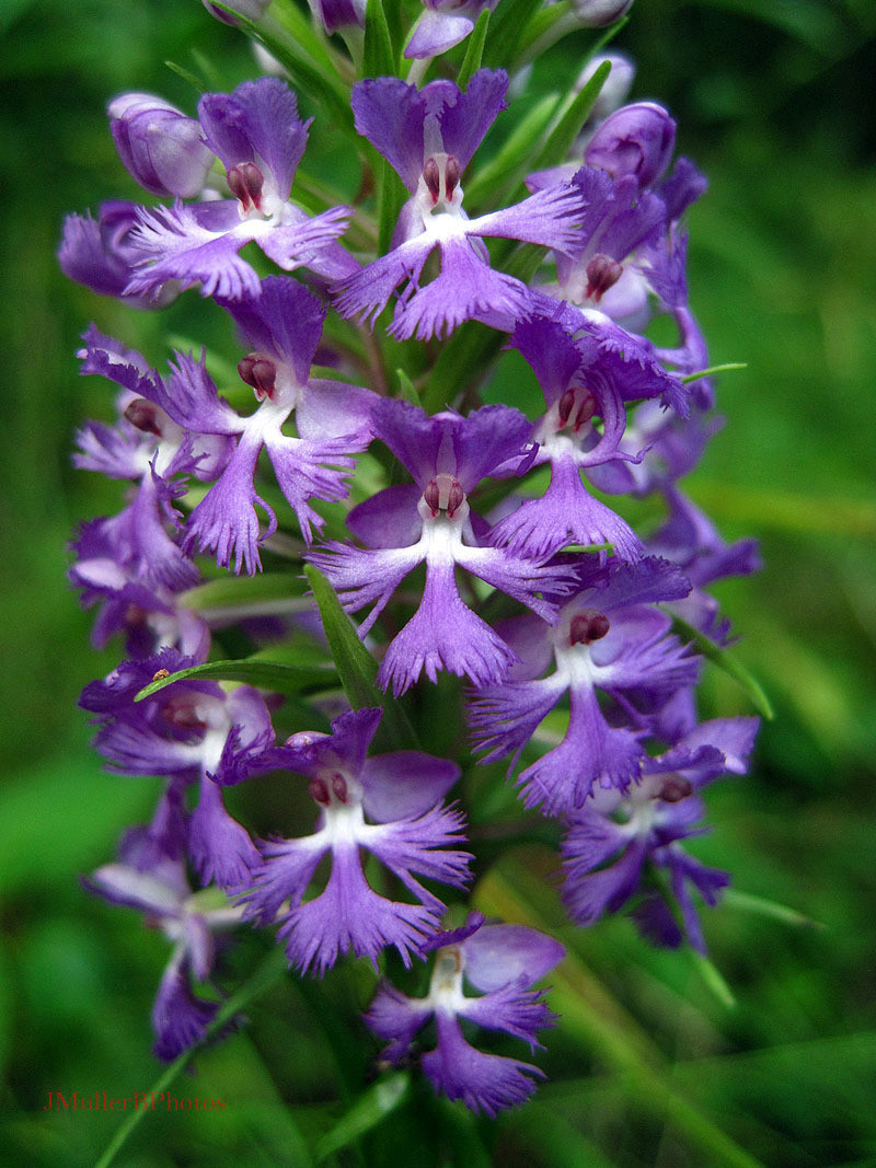 Purple Fringed Orchid - July 2012