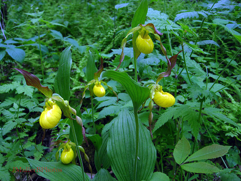 Five Yellow Lady's Slippers - May 2012