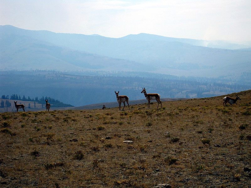 Pronghorns, Smoky Hills - Wyoming August, 2012