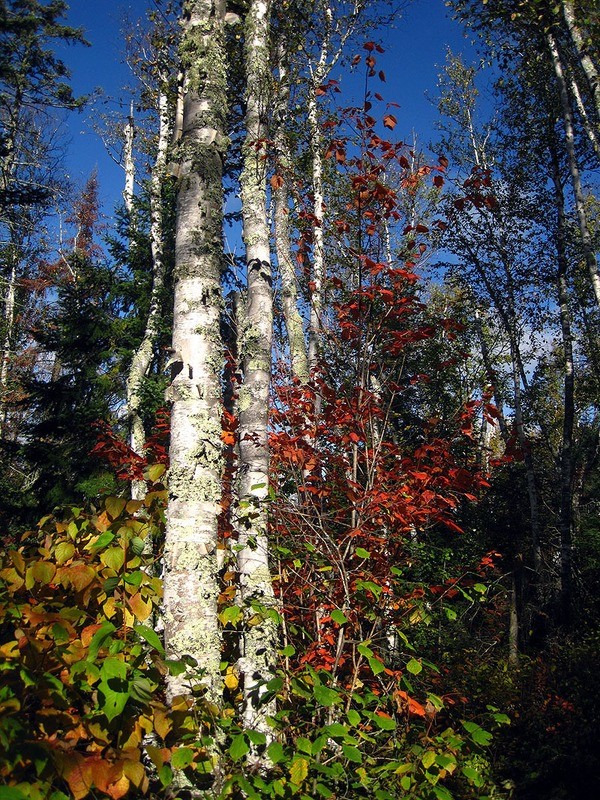 Fall Colors, Ely Minnesota September 2012 (vert)
