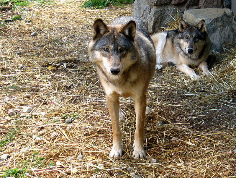 Two Wolves - Minnesota September, 2012