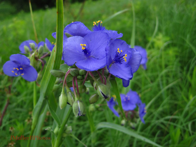 Spiderwort Flowers - Iowa July 2011