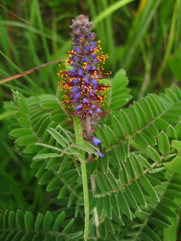 Leadplant Flowers, Leaves - July 2012