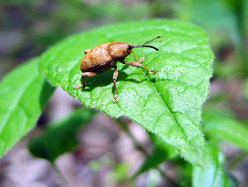 Acorn Weevil, IA May 2012