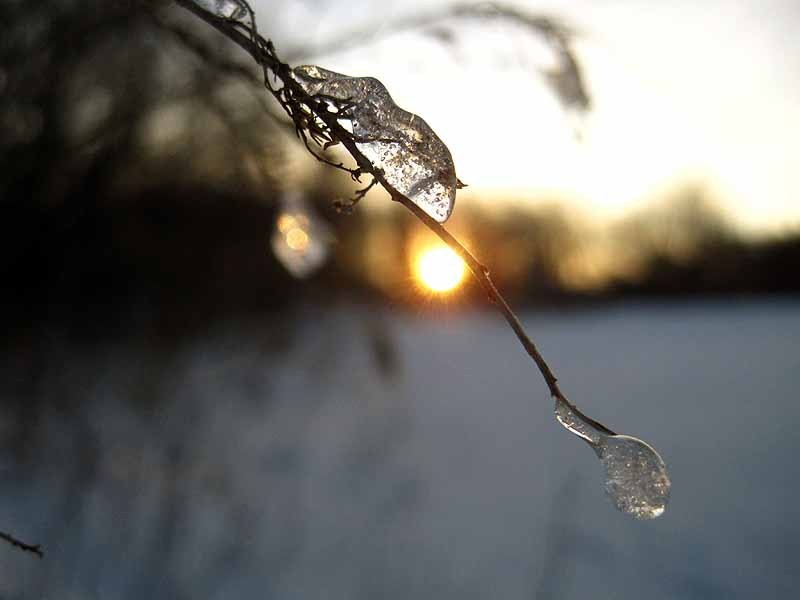 Sleet on Goldenrod with Sun, February 2013