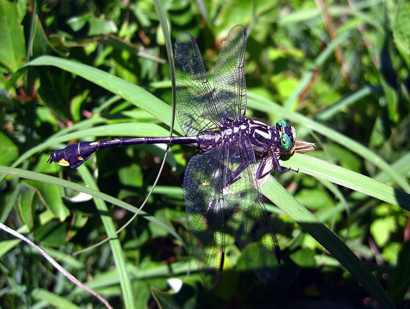 Clubtail, Dragonfly June 2012