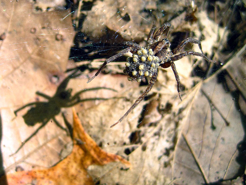 Spider with Shadow, Young - Iowa July 2012