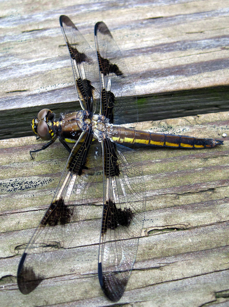 Dragonfly 12 - Spotted June 2012