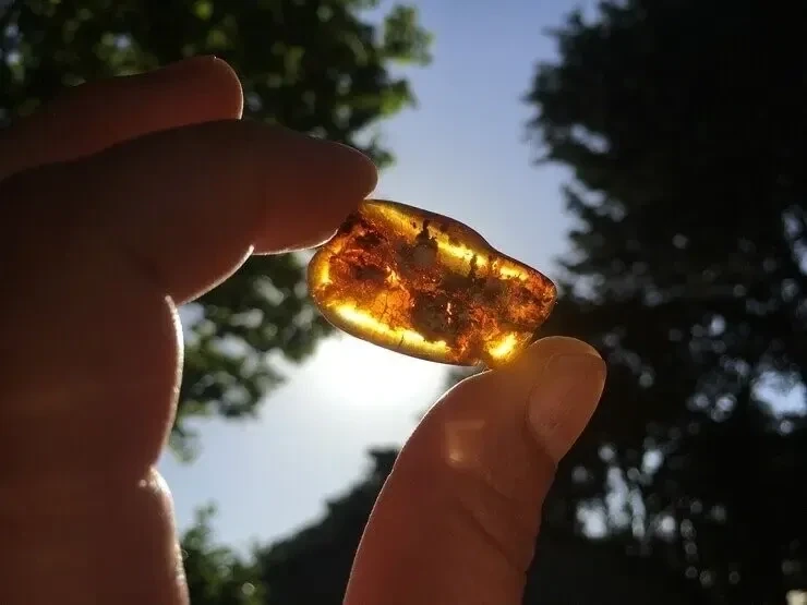 Ambre AB Cognac (2,7 g) - Mer Baltique - Ambre Naturel