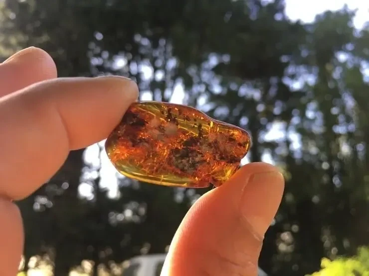 Ambre AB Cognac (2,7 g) - Mer Baltique - Ambre Naturel