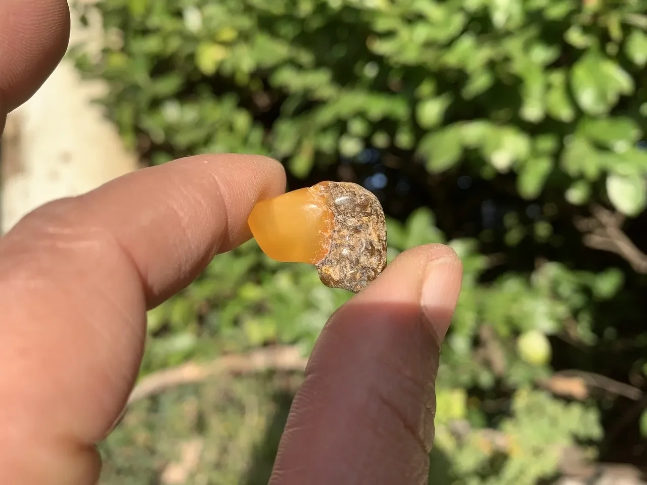 Ambre jaune et cognac AA (2 g) - Mer Baltique- Ambre Naturel Qualité Supérieure