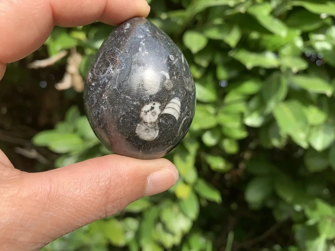 Œuf Orthocéras (Orthocères) A+ Naturel - Maroc - Voyage astral et Mémoire ancienne