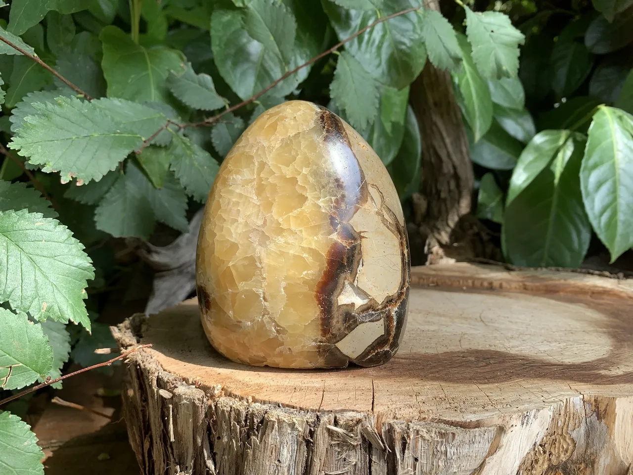 Septaria AA (880 g) Madagascar - Pierre Naturelle Qualité Supérieure