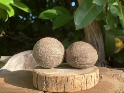 Moquis Marbles Naturels 45 mm (mâle et femelle) - USA - Pierres Chamaniques Rares