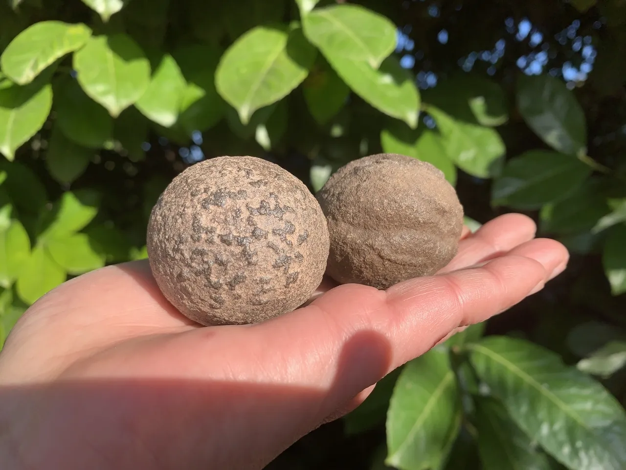 Moquis Marbles Naturels 45 mm (mâle et femelle) - USA - Pierres Chamaniques Rares