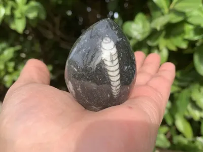 Orthoceras