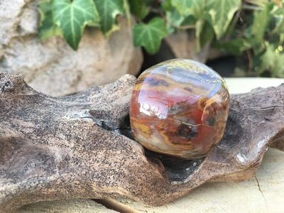 Bois Fossilisé