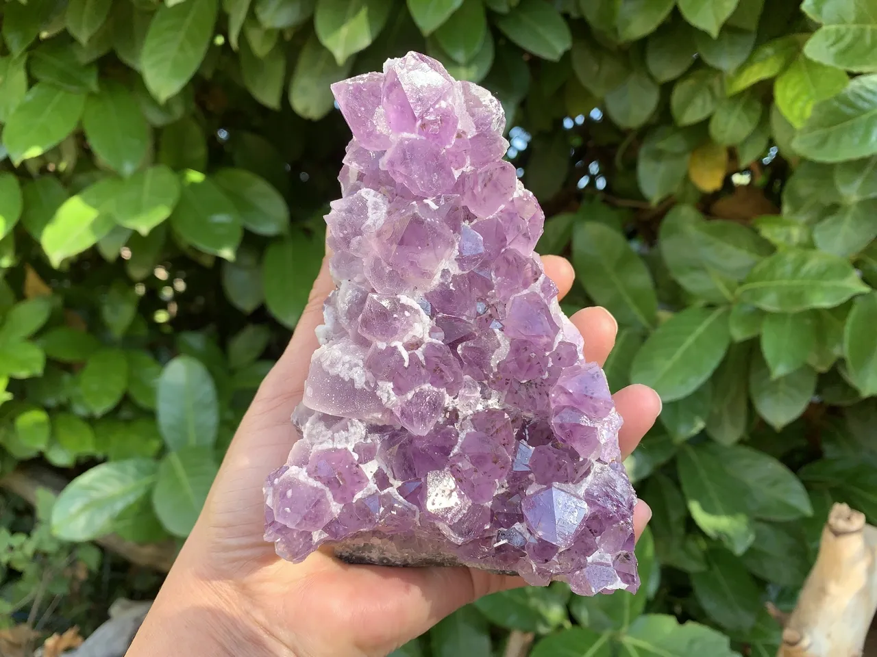 Amas Cristaux Améthyste Naturelle A Brésil (820 g)