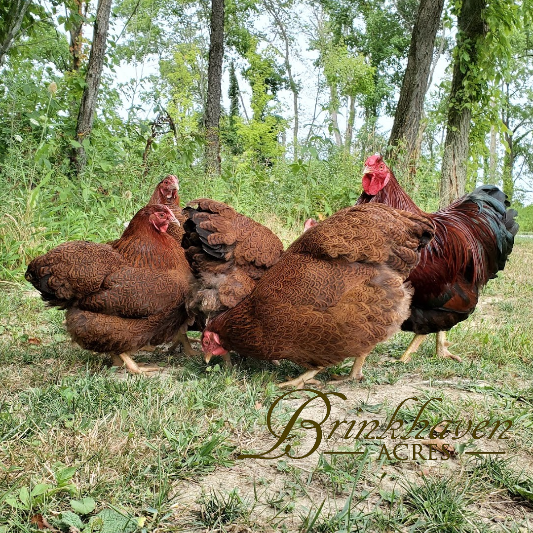 Partridge Wyandottes