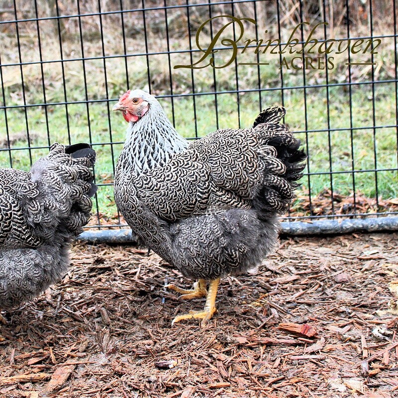 Silver Penciled Wyandotte Hen
