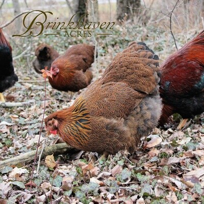 Partridge Wyandotte Day-Old Chicks