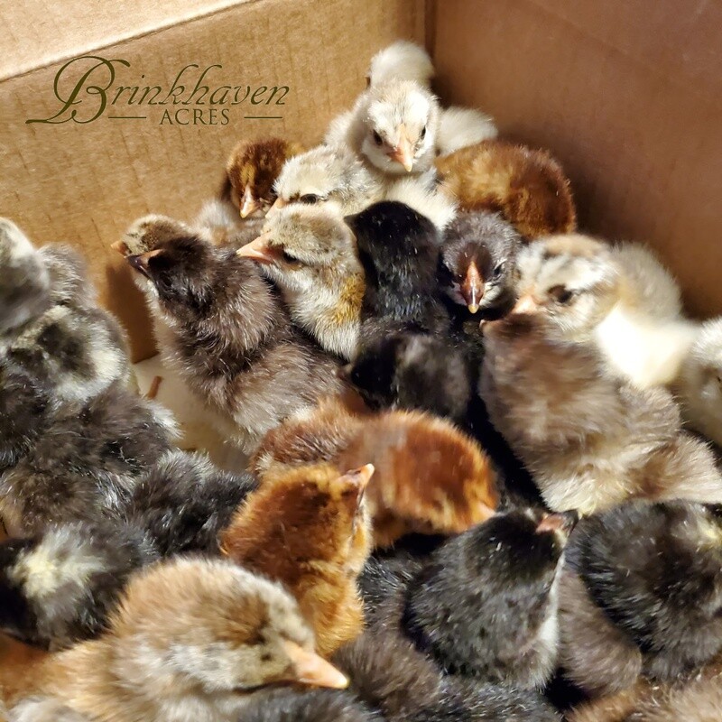 Assorted Wyandotte Chicks