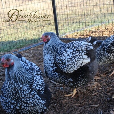 Silver Laced Wyandotte Day-Old Chicks