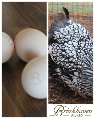 Silver Laced Wyandotte Hatching Eggs