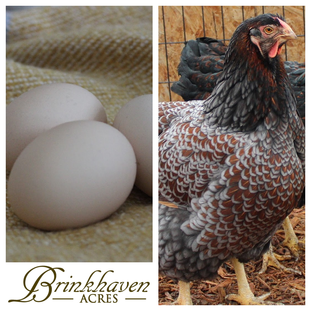Blue Laced Red Hatching Egg